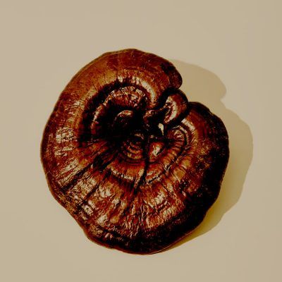 Hongos medicinales